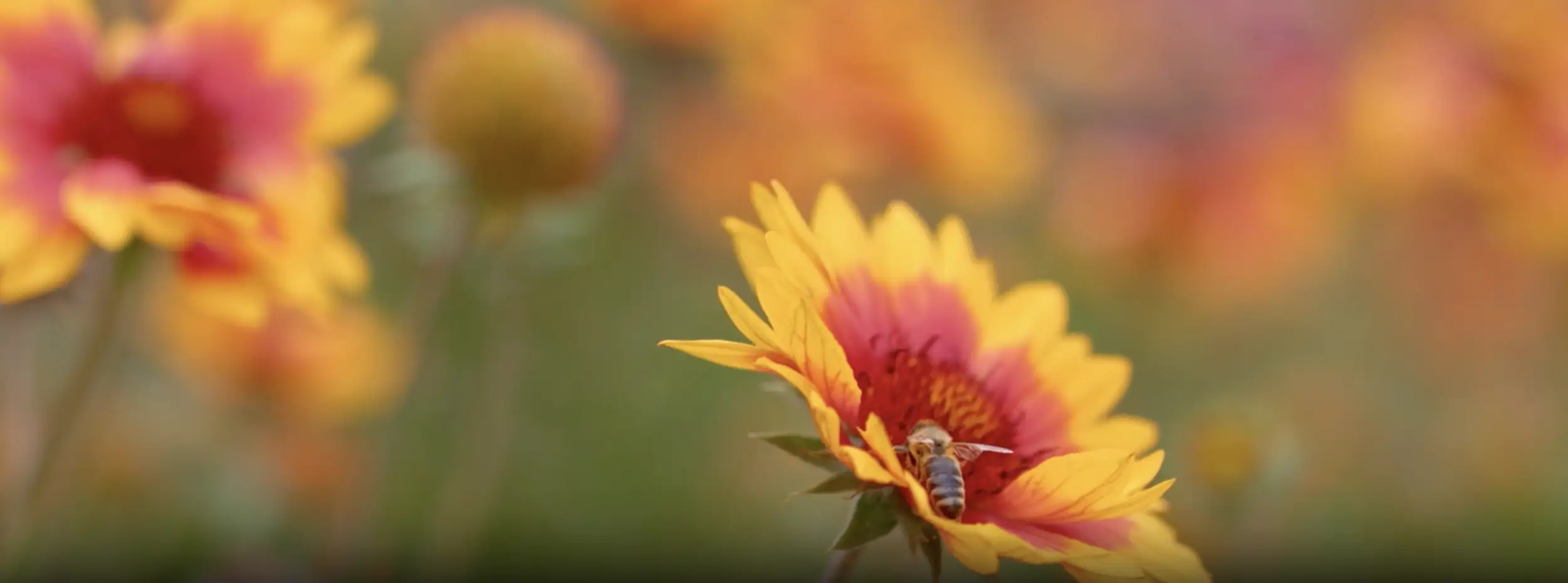 Showreel – Selected Cinematography Projects